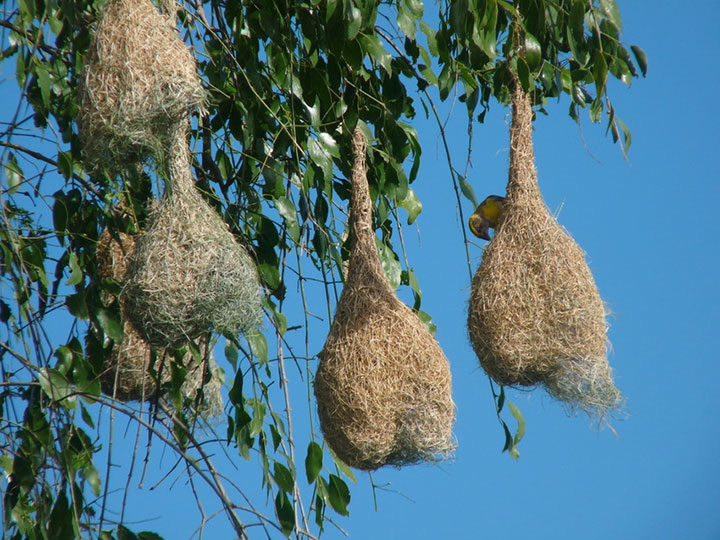 animal-construction-habitat7-1