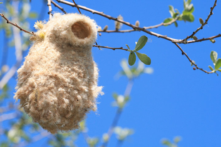 animal-construction-habitat8-1