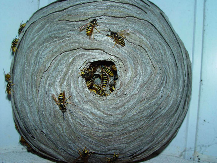 animal-construction-habitat9-1