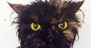 animaux-grognons-une4