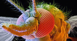 animaux-humain-mort-annee-une