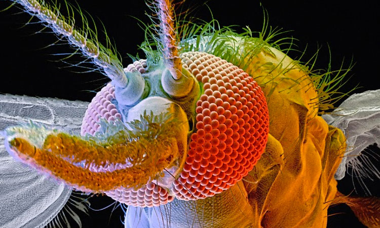 animaux-humain-mort-annee-une