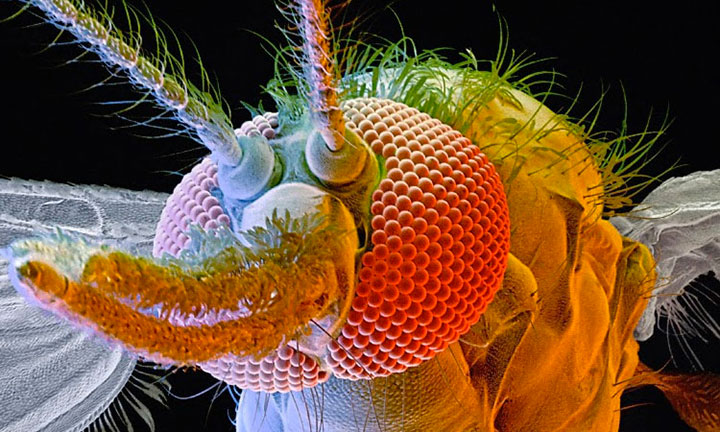 animaux-humain-mort-annee16