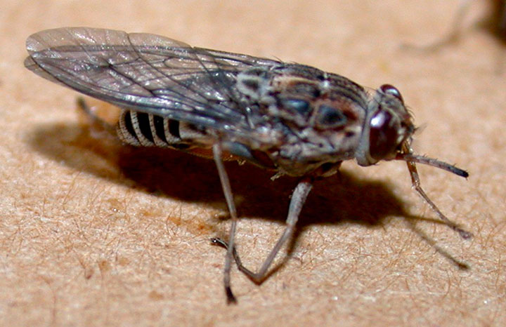 animaux-humain-mort-annee5