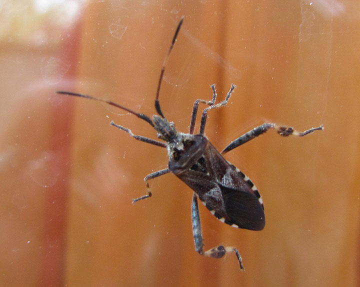 animaux-humain-mort-annee6