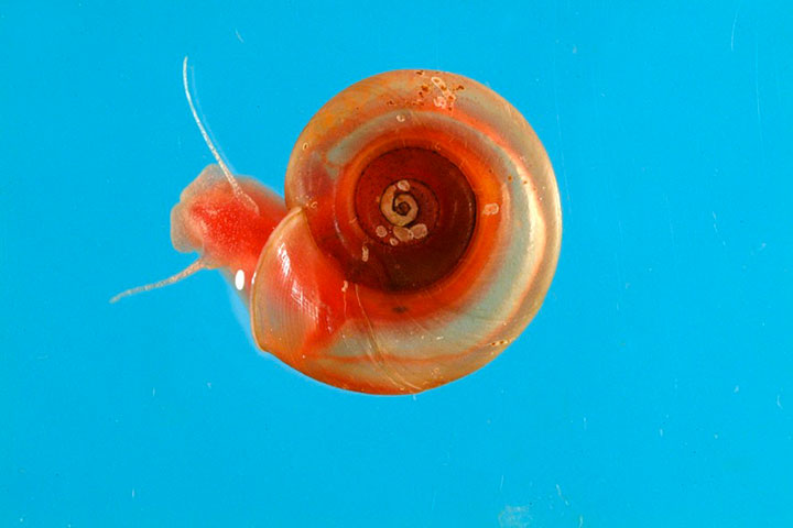 animaux-humain-mort-annee7