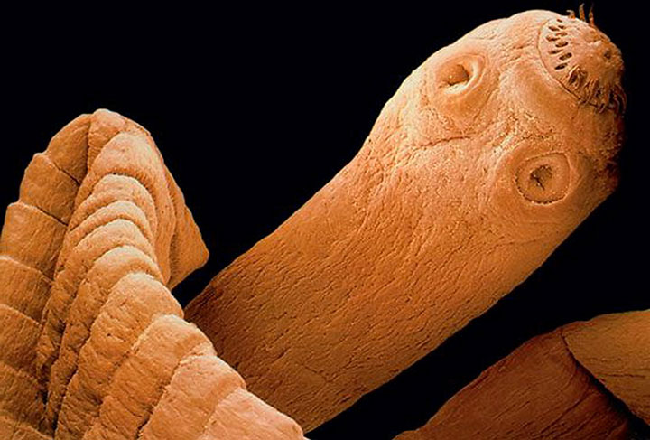 animaux-humain-mort-annee9