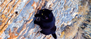 chat-casse-cou-escalade-insolite-animaux-une