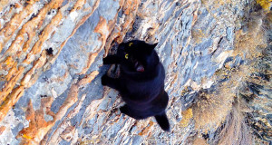 chat-casse-cou-escalade-insolite-animaux-une