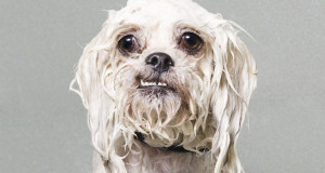 chien-mouille-drole-fun-adorable-une