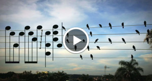 composition-oiseau-video-artiste-une