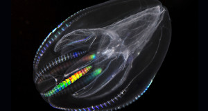 ctenophore-premier-organisme-une