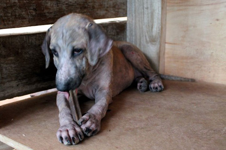 enfant-refuge-animaux-histoire19