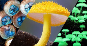 fongus-champignon-decouverte-nature-photographies-steve-axford-une