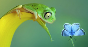 grenouille-animal-photo-macro-une