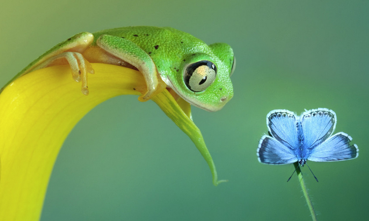 grenouille-animal-photo-macro-une
