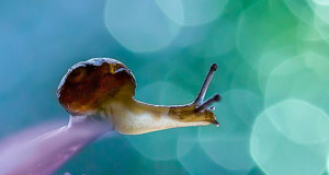 miki-asai-macro-photo-une