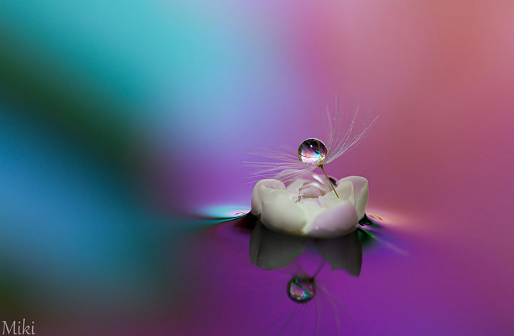 miki-asai-macro-photo31