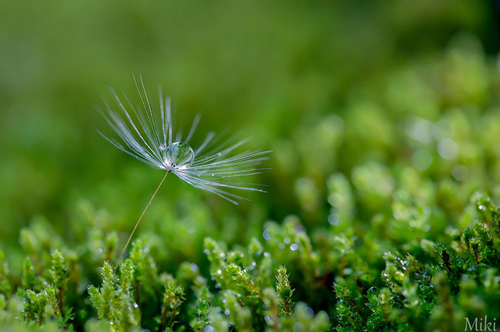 miki-asai-macro-photo33