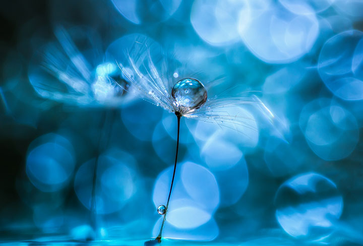 miki-asai-macro-photo35