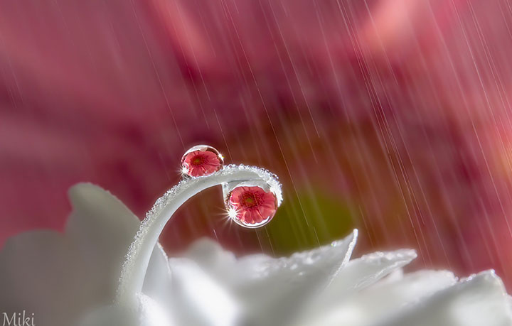 miki-asai-macro-photo36