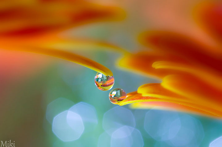 miki-asai-macro-photo38