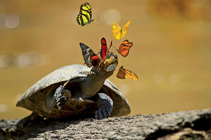 nature-animaux-papillon-tortue-larme1