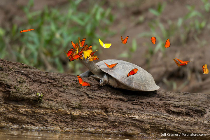 nature-animaux-papillon-tortue-larme7