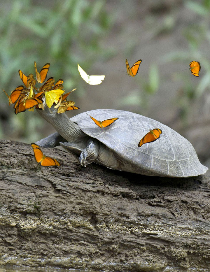 nature-animaux-papillon-tortue-larme8