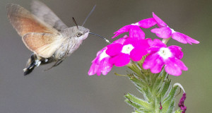 papillon-beau-espece-incroyable-une