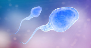 peau-humaine-fabrication-sperme-une