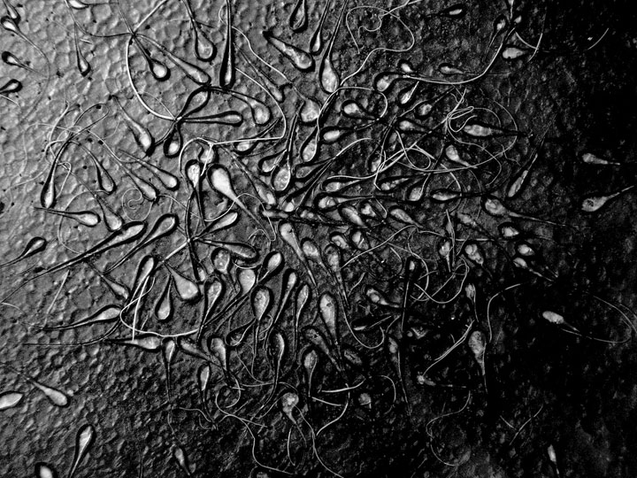 peau-humaine-fabrication-sperme2