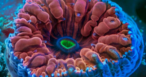 proteine-anti-sida-corail-une