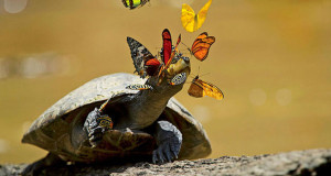 une-tortue-papillon