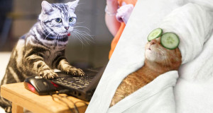 animal-humain-photographie-insolite-humour