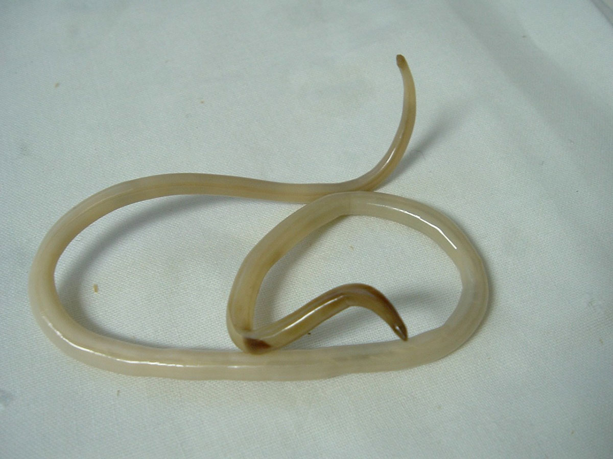 ascaris-lumbricoides