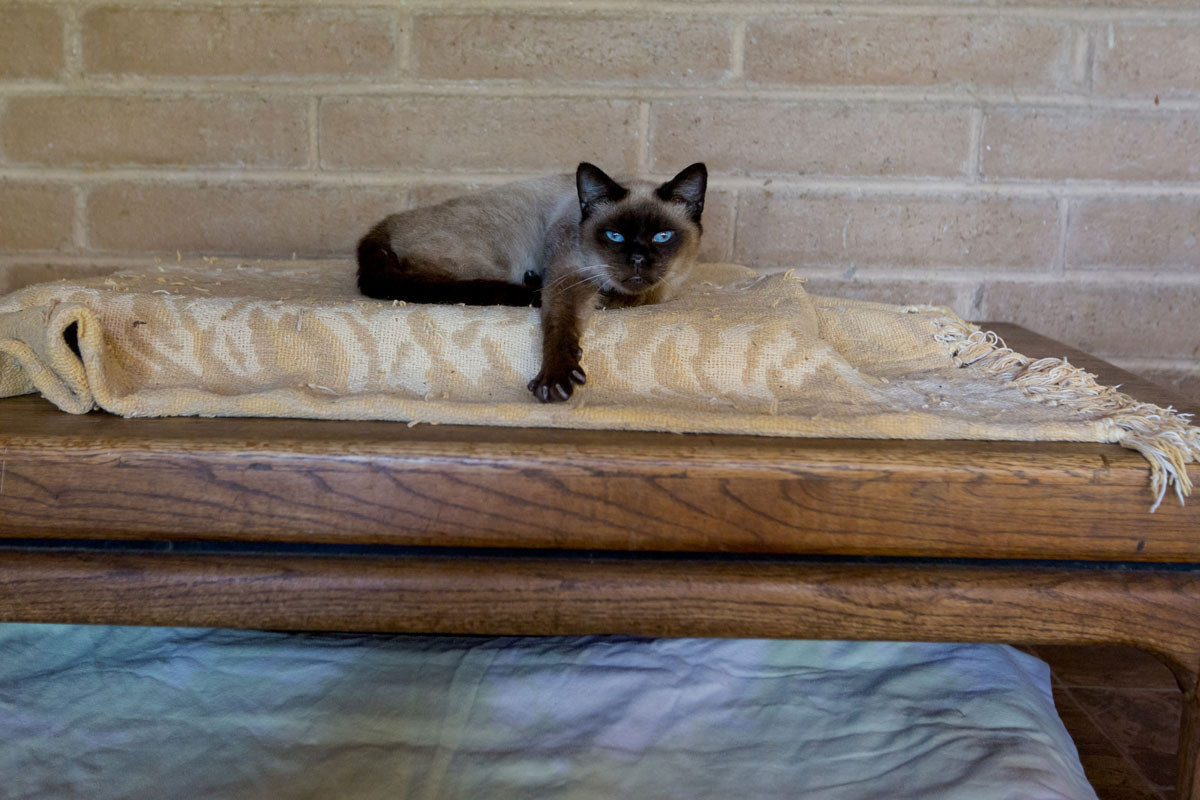 chat-table-couverture
