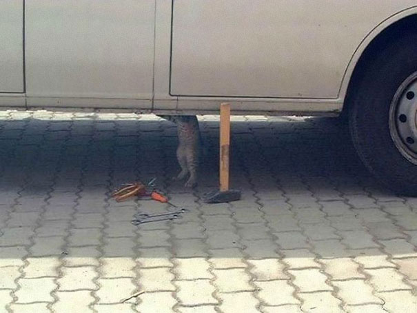 chat-voiture