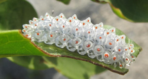 chenille-mange-feuille