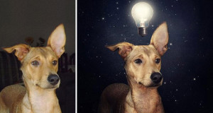 chien-abandonne-photographie-une