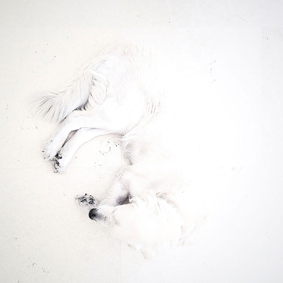 chien-blanc