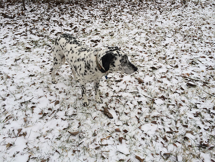 chien-dalmatien-neige
