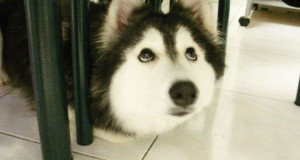 chien-husky-chat-comportement-etrange-drole-insolite-une