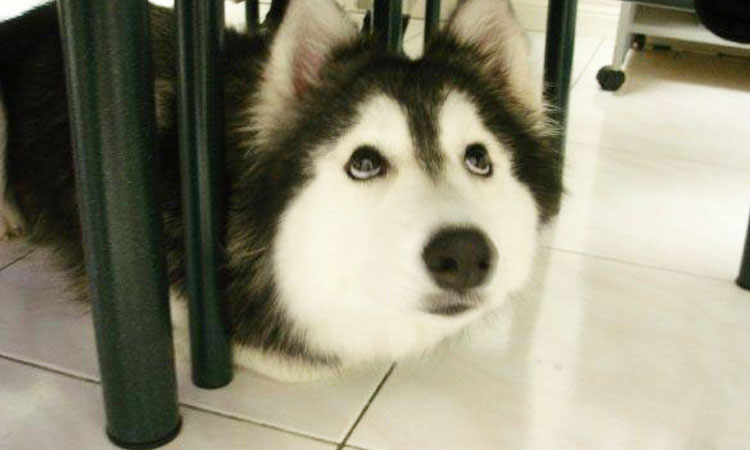 chien-husky-chat-comportement-etrange-drole-insolite-une