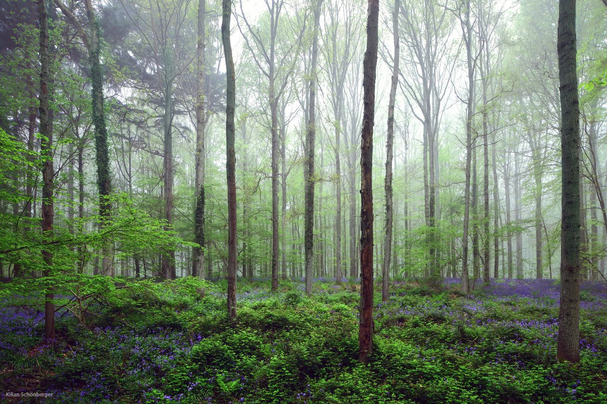 conte-frere-grimm-photo16