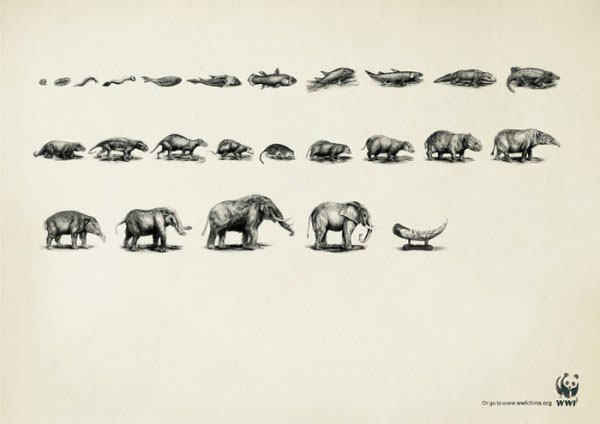 evolution-danger-animaux