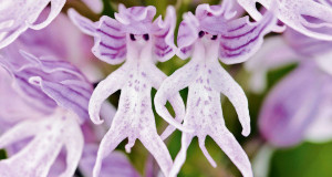 fleur-ressemblance-animaux-humain-insolite-nature-une1