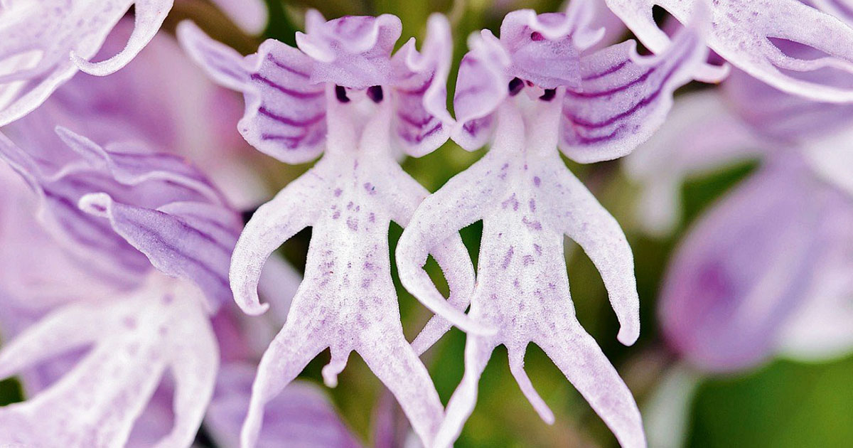 fleur-ressemblance-animaux-humain-insolite-nature-une1