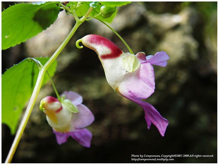 fleur-ressemblance-animaux-humain-insolite-nature16
