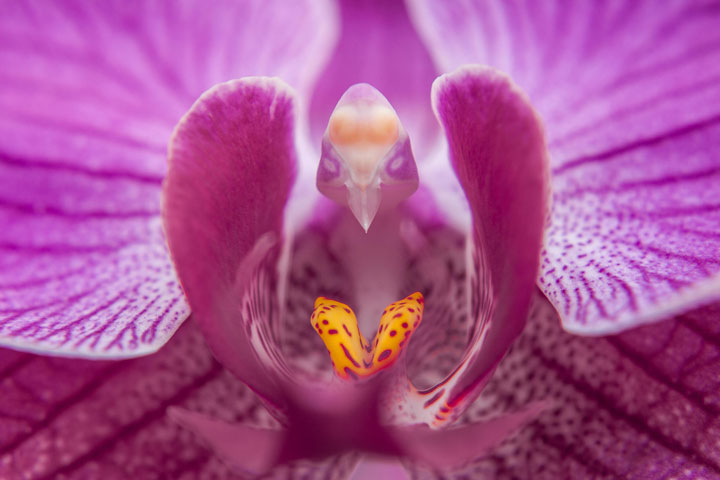 fleur-ressemblance-animaux-humain-insolite-nature6